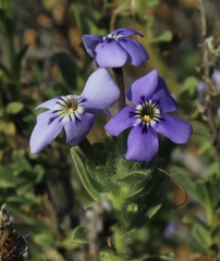 Jamesbrittenia fruticosa