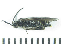 Empria longicornis