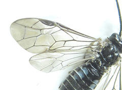 Empria longicornis