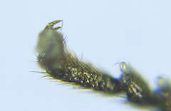 Empria longicornis
