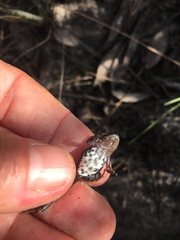 Cacosternum australis