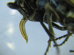 Empria longicornis