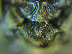 Empria longicornis