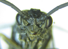 Empria longicornis