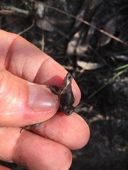 Cacosternum australis