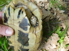 Testudo hermanni boettgeri