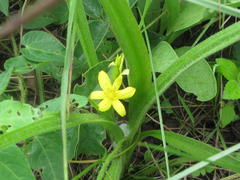 Hypoxis argentea argentea