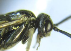 Empria longicornis