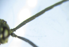 Empria longicornis