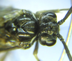Empria longicornis