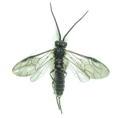 Empria longicornis