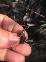 Cacosternum australis