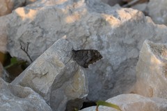 Hipparchia statilinus