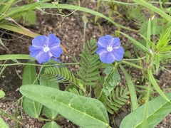 Evolvulus arizonicus