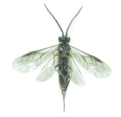 Empria longicornis
