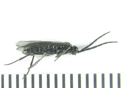 Empria longicornis
