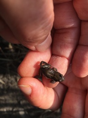 Cacosternum australis