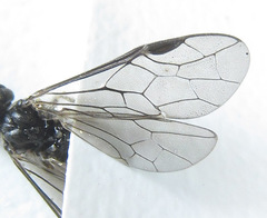 Empria longicornis