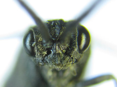 Empria longicornis