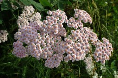 Achillea millefolium