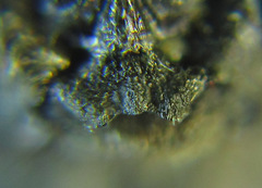 Empria longicornis