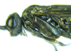 Empria longicornis