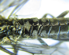 Empria longicornis