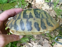 Testudo hermanni boettgeri