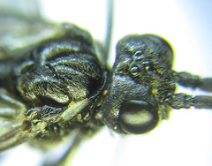 Empria longicornis