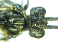 Empria longicornis