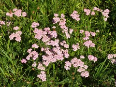 Achillea millefolium