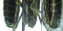 Empria longicornis