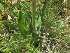 Brunsvigia undulata