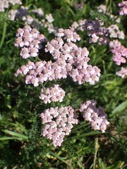 Achillea millefolium