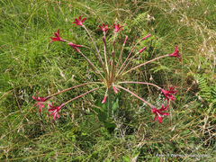 Brunsvigia undulata