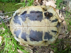 Testudo hermanni boettgeri