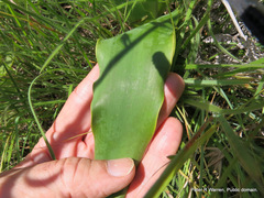 Brunsvigia undulata