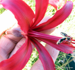 Brunsvigia undulata