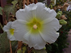 Alcea rosea