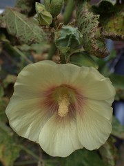 Alcea rosea