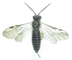 Dolerus gilvipes