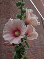 Alcea rosea