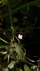 Epilobium obscurum