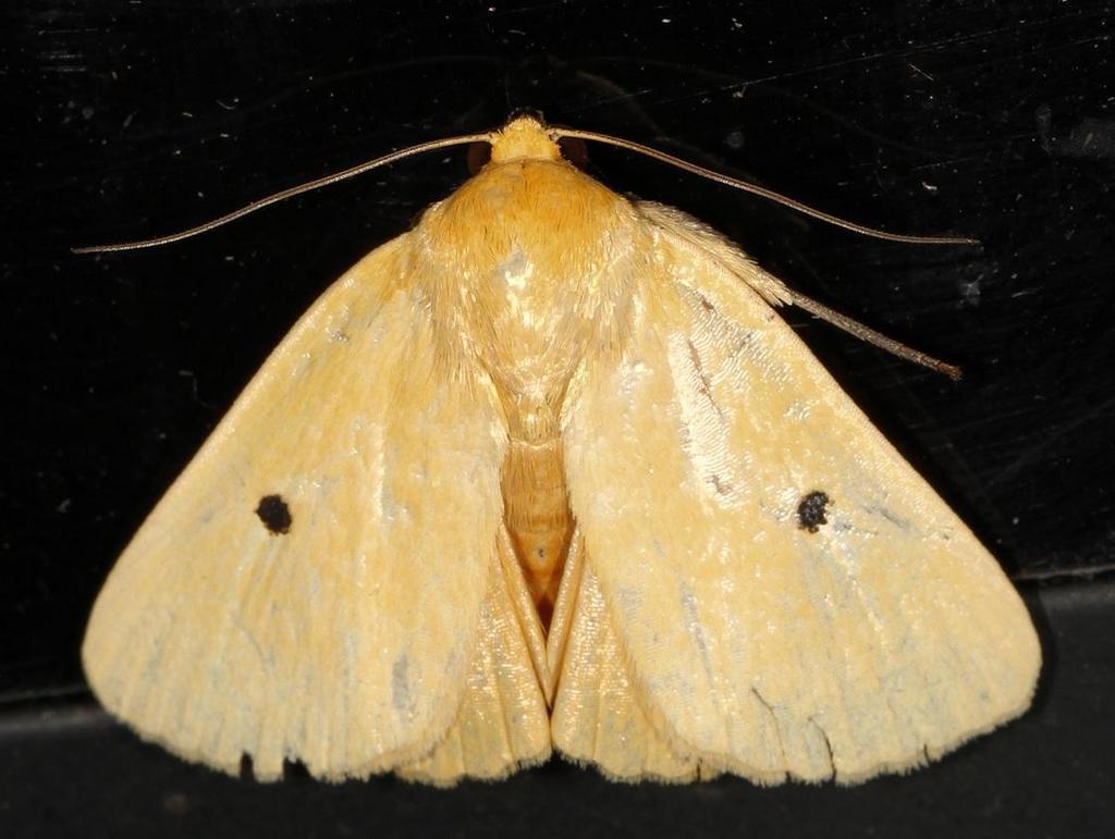 Leocyma