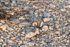 Hipparchia statilinus