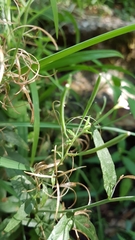 Epilobium obscurum