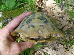 Testudo hermanni boettgeri