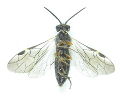Dolerus gilvipes