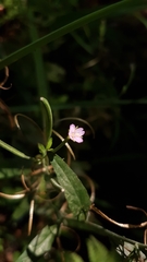Epilobium obscurum