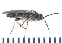 Dolerus gilvipes